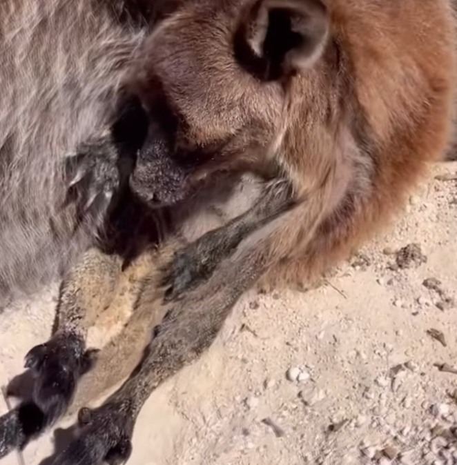 T2401050,A baby kangaroo rescued and given another chance at life 💔 #wildliferescue #hope