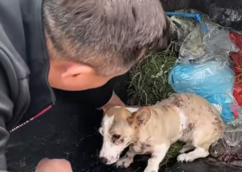 T0301030 Still alive… barely.