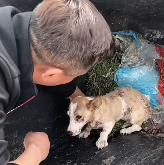 T0301030 Still alive… barely.