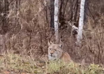 T0701013 Pain had become her normal… until someone noticed.