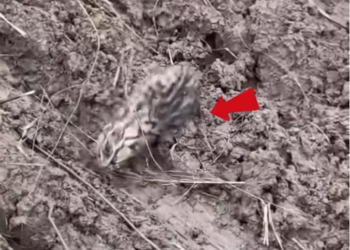 T0701001 Every step hurts, but he keeps moving because giving up isn’t an option.