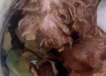 T1601008 Even surrounded by fear, it kept holding on.