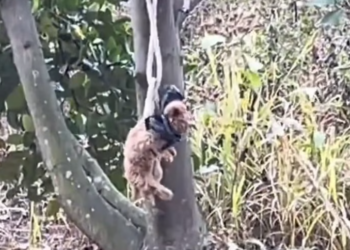 T2412003 Poor puppy was bundel in tree no one help him he is waiting to …