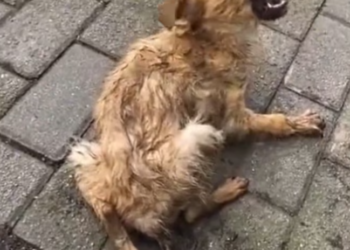 T1512054 Rescue poor dog #pet #fyp #trending #dog #dogsoftiktok #pets