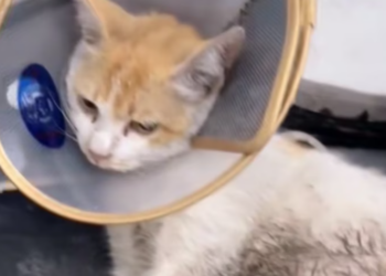 T1601009 No one was there, only pain and silence.