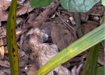 T2701001,He sat there quietly as if already used to being abandoned but something in his eyes said he was still waiting 💔 #catrescue #animalrescue