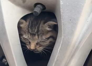 T2701002,The kitten was trapped and crying softly not loud enough for the world to notice 😢 #kittenrescue #animalhope