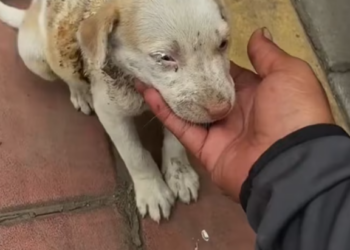 T2701004,Too young to understand why they were left behind these puppies just kept waiting 😢 #puppyrescue #animalrescue