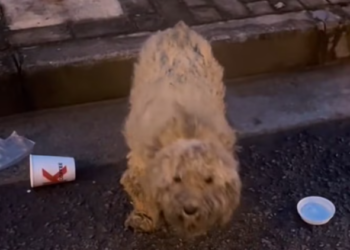 T2701006,Cold nights and empty days slowly drained their strength until someone finally stopped 😢 #dogrescue #animalrescue