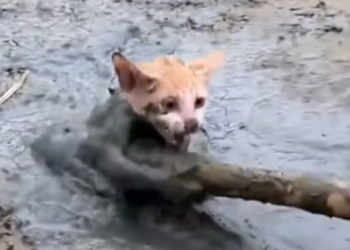 T2701007,Stuck in the mud the cat did not struggle anymore only looked around quietly 💔 #catrescue #animalstory