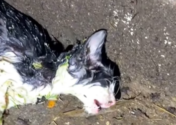 T2701008,Lying by the roadside this cat barely moved as if hoping the pain would end 😢 #catrescue #animalhope