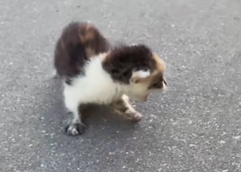 T2701009,Her beautiful fur hid a life filled with hunger fear and long nights alone 💔 #catrescue #animalstory