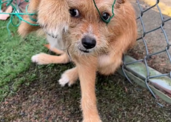 T2701010,Caught in a net every movement hurt but he still tried to breathe 💔 #dogrescue #animalrescue