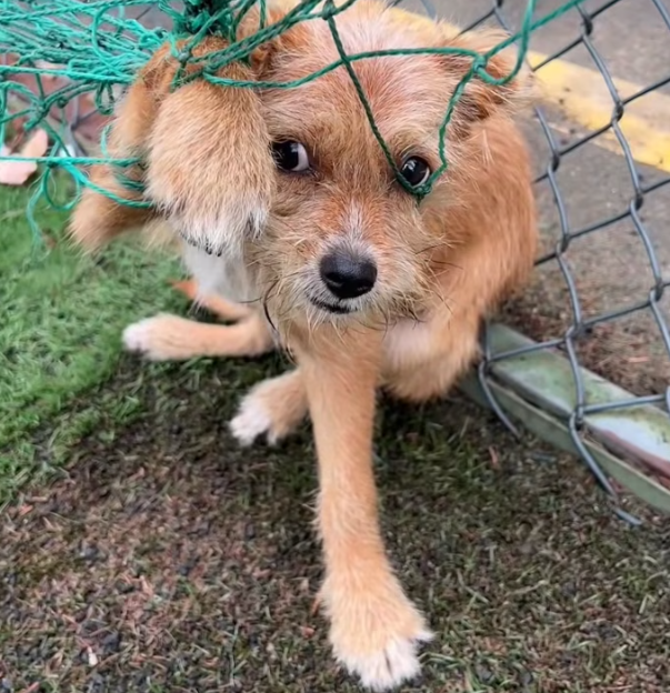 T2701010,Caught in a net every movement hurt but he still tried to breathe 💔 #dogrescue #animalrescue