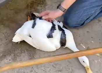 T2701011,Weak and injured the goose stood still unsure where danger would come from next 😢 #animalrescue #wildlife