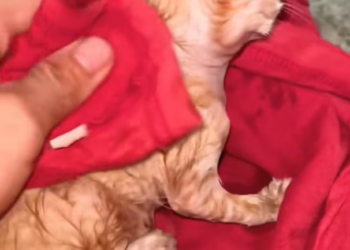 T2701012,Rain soaked his body as he searched for a place that did not exist 💔 #catrescue #animalhope