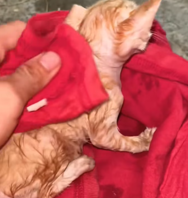 T2701012,Rain soaked his body as he searched for a place that did not exist 💔 #catrescue #animalhope