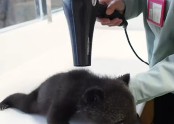 T2701014,So small and helpless this baby bear life depended on one moment 💔 #wildliferescue #animalrescue