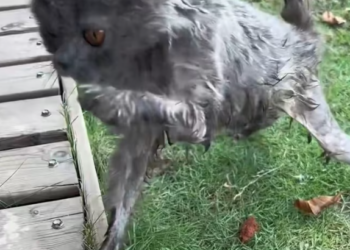 T2701015,The kitten cried softly not knowing if anyone would ever come 😢 #kittenrescue #animalhope