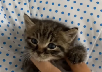 T2701016,He fit in the palm of a hand fragile enough to disappear without anyone noticing 💔 #animalrescue #catstory