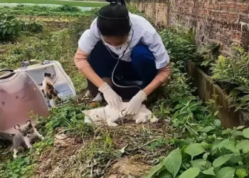 T2701017,Poisoned and fading the mother cat still stayed close to where help might come 😢 #catrescue #animalhope