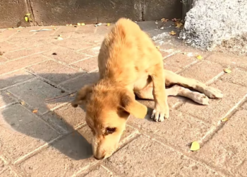 T2701018,With broken legs and deep pain the dog still tried to move forward 💔 #dogrescue #animalstory