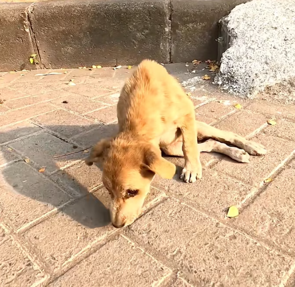 T2701018,With broken legs and deep pain the dog still tried to move forward 💔 #dogrescue #animalstory