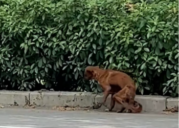 T2701021,In extreme heat every step was slow and painful but he kept going 😢 #puppyrescue #animalhope