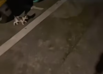 T2701022,They huddled together sharing warmth as if they knew they had no one else 💔 #catrescue #animalrescue