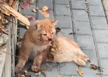 T2701023,Each rescued cat carried a past no one ever asked about 😢 #animalrescue #catstory