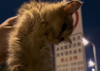 T2701024,They survived by staying invisible until someone finally saw them 💔 #animalrescue #catrescue