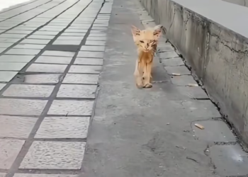 T2701025,Ignored for so long these cats no longer cried for help 😢 #animalrescue #hope