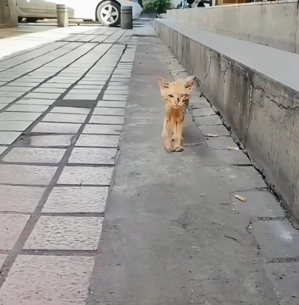 T2701025,Ignored for so long these cats no longer cried for help 😢 #animalrescue #hope