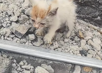 T2701026,No shelter no food no safety just one last chance 💔 #catrescue #animalhope