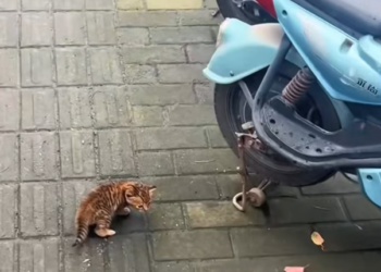 T2701027,They trembled when hands reached out unsure if help meant danger 😢 #animalrescue #catstory