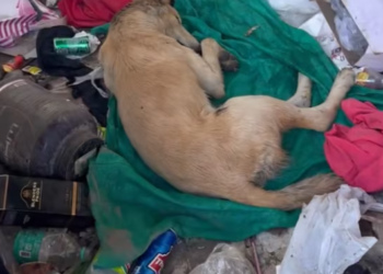 T0301004 He stayed still, hoping pain would stop.