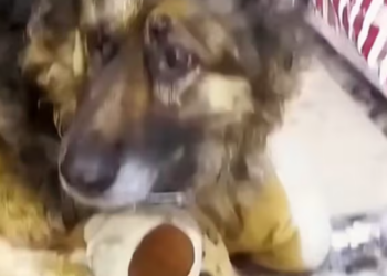 T0301034 Left behind without a goodbye.