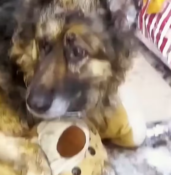 T0301034 Left behind without a goodbye.