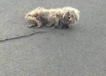 T2701028,Street life had already taken so much from them 💔 #dogrescue #animalrescue