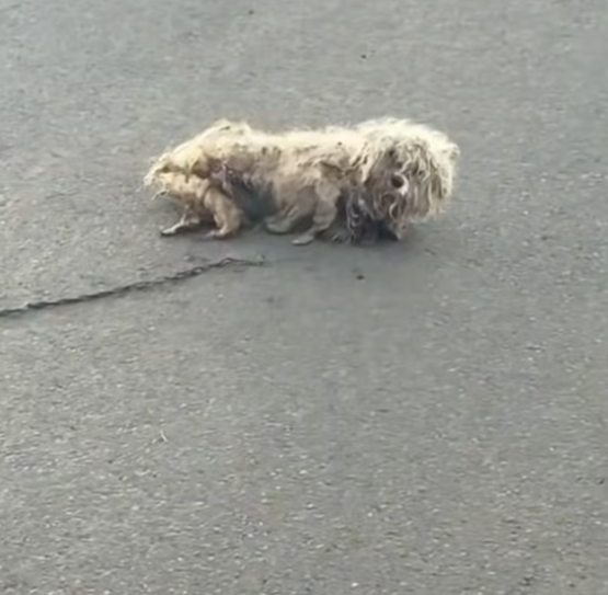 T2701028,Street life had already taken so much from them 💔 #dogrescue #animalrescue