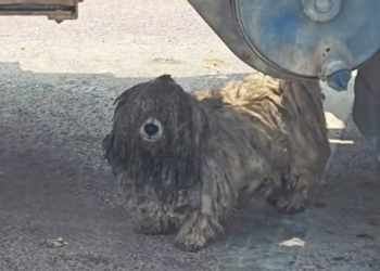 T2701029,They looked at every passerby hoping someone would notice this time 😢 #dogrescue #animalhope