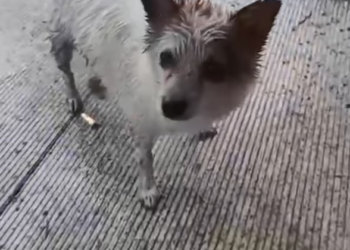 T2701030,They had learned to survive without trust until that moment 💔 #dogrescue #animalrescue