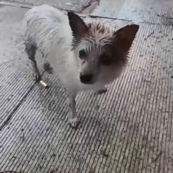 T2701030,They had learned to survive without trust until that moment 💔 #dogrescue #animalrescue