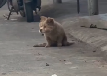 T2701031,Pain shaped their past but it did not have to define their future 😢 #dogrescue #animalstory