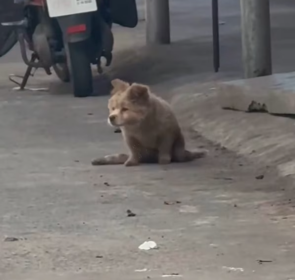 T2701031,Pain shaped their past but it did not have to define their future 😢 #dogrescue #animalstory
