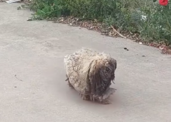 T2701032,This rescue did not happen loudly it happened just in time 💔 #dogrescue #animalhope