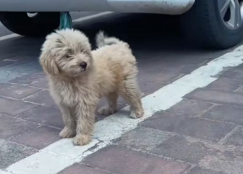 T2701033,Every day on the street felt like the last 😢 #dogrescue #animalrescue