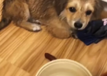 T2701034,They were almost gone almost 💔 #dogrescue #animalstory