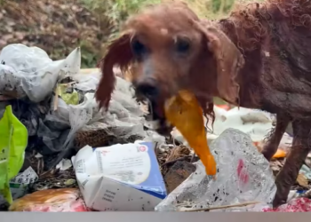 T2701035,Searching through garbage with injuries this puppy was running out of strength 😢 #puppyrescue #animalhope