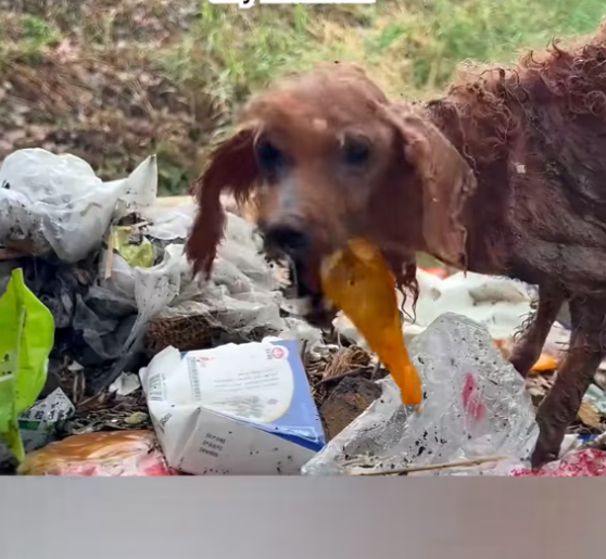 T2701035,Searching through garbage with injuries this puppy was running out of strength 😢 #puppyrescue #animalhope